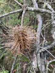 Banksia spinulosa