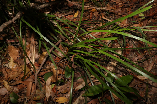 Lomandra longifolia