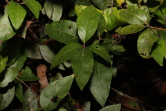 Notelaea ovata