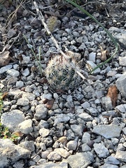 Escobaria emskoetteriana