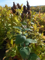 Hypericum richeri