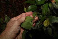 Notelaea ovata