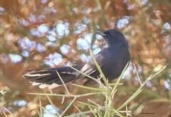 Cercotrichas podobe