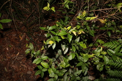 Notelaea ovata