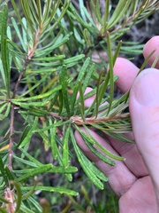 Banksia spinulosa