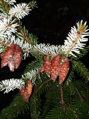 Picea omorika