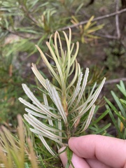 Banksia spinulosa