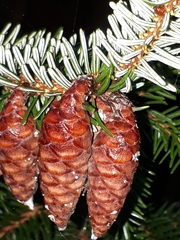 Picea omorika