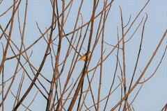 Emberiza rutila
