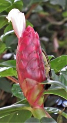 Costus atlanticus