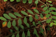 Phyllanthus gunnii