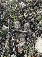 Escobaria emskoetteriana