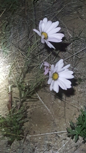 Korean dendranthema (Chrysanthemum zawadzkii)