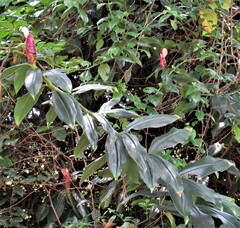 Costus atlanticus