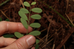 Phyllanthus gunnii
