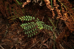 Phyllanthus gunnii