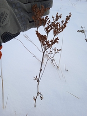 Filipendula stepposa