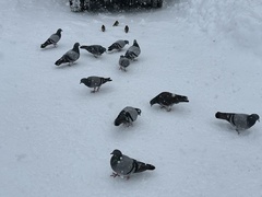 Columba livia domestica