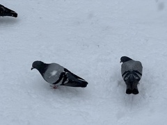 Columba livia domestica