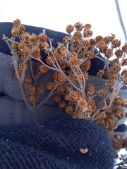 Filipendula stepposa