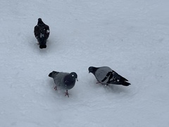 Columba livia domestica