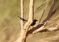 Cercotrichas podobe