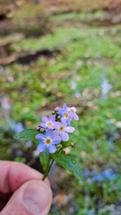 Myosotis scorpioides