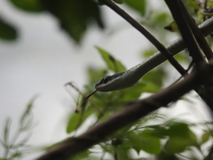 Dendrelaphis tristis