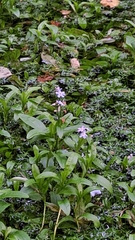 Myosotis scorpioides