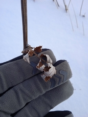 Filipendula stepposa