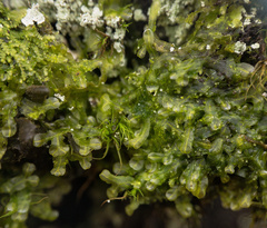 Metzgeria crassipilis