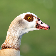 Alopochen aegyptiaca