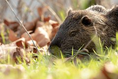 Myocastor coypus