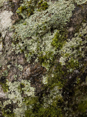 Metzgeria crassipilis