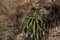Agave vilmoriniana
