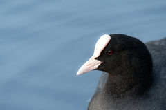 Fulica atra