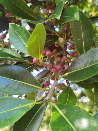 Image of Ficus americana by (c) Eduardo Chacón Madrigal, some rights reserved (CC BY)
