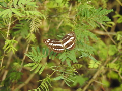 Neptis hylas