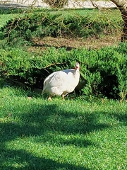 Numida meleagris
