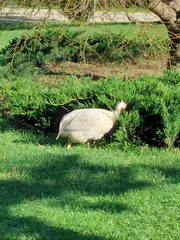 Numida meleagris