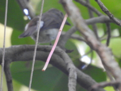 Muscicapidae