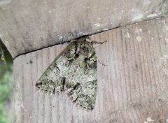 Polyphaenis sericata