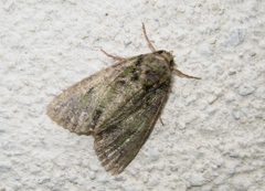 Polyphaenis sericata