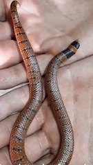 Brachyurophis australis