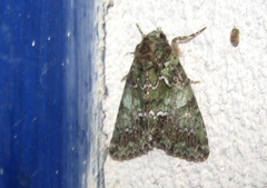 Polyphaenis sericata