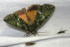 Polyphaenis sericata