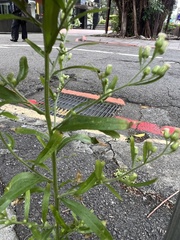 Erigeron sumatrensis