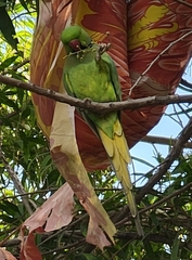 Psittacula eupatria