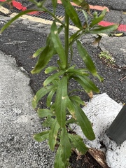 Erigeron sumatrensis