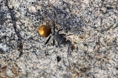 Polyrhachis thusnelda